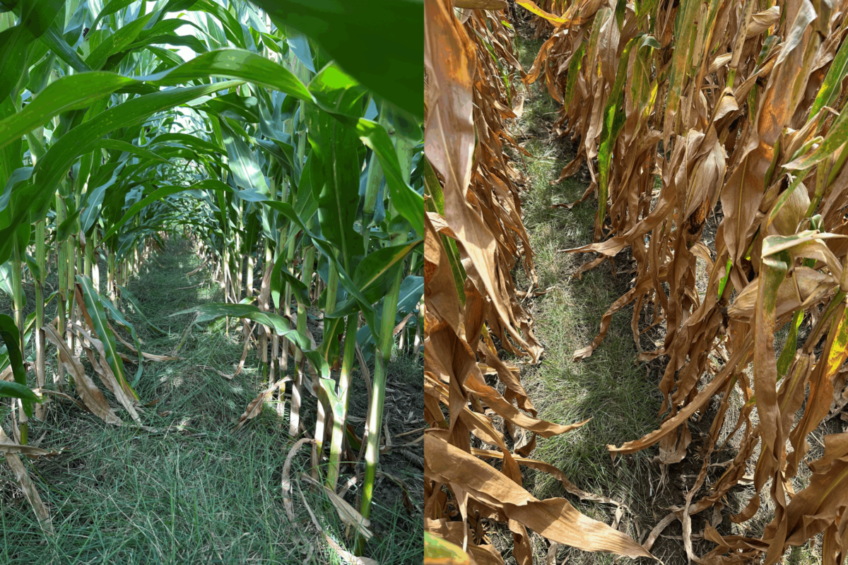 Corn with Kentucky bluegrass
