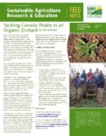 Canada Thistle Field Notes