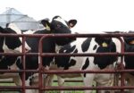 White and black dairy cows behind a fence