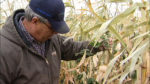 Dan Forgey holding onto something growing on tall crop stalks in a field