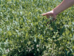 A hand reaching out touching green crops outside