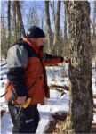 Man tapping maple tree for syrup