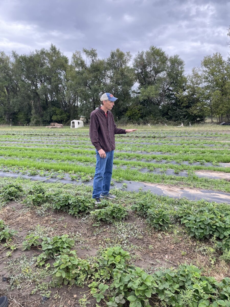 At Tenth Street Orchard, Jonathon Conard tested a two-year strawberry production system combining plasticulture and matted-row methods to reduce tillage, improve soil health, and cut input costs while maintaining yield.