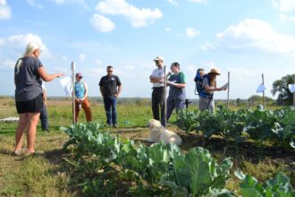 field day attendees at a no-till vegetable plot
