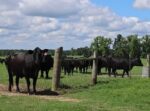 Black cattle standing behind a fence.