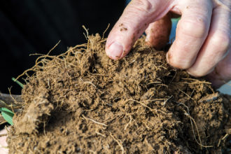 Roots of a cover crop
