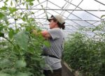 Woman working with trellised tomatoes in a greenhouse