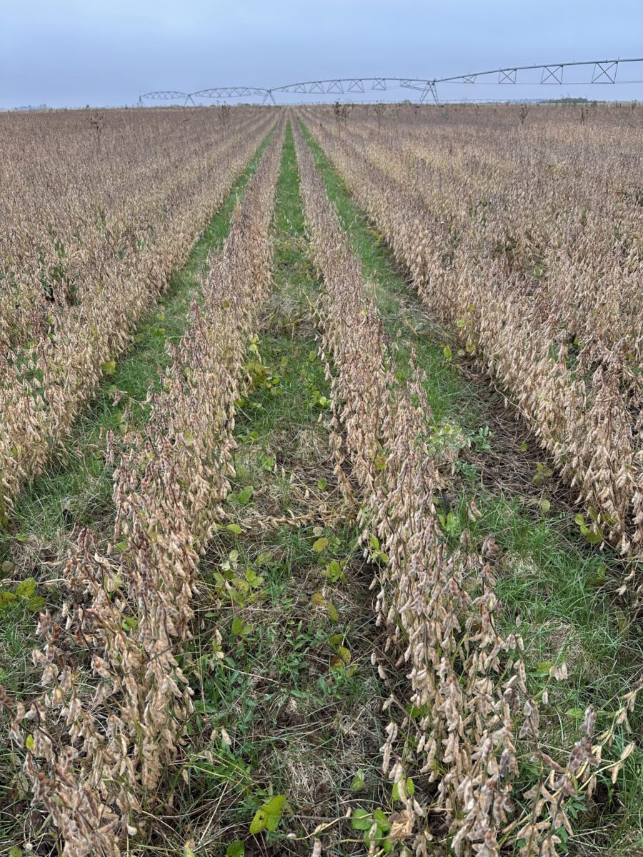 Soybeans with Kentucky bluegrass