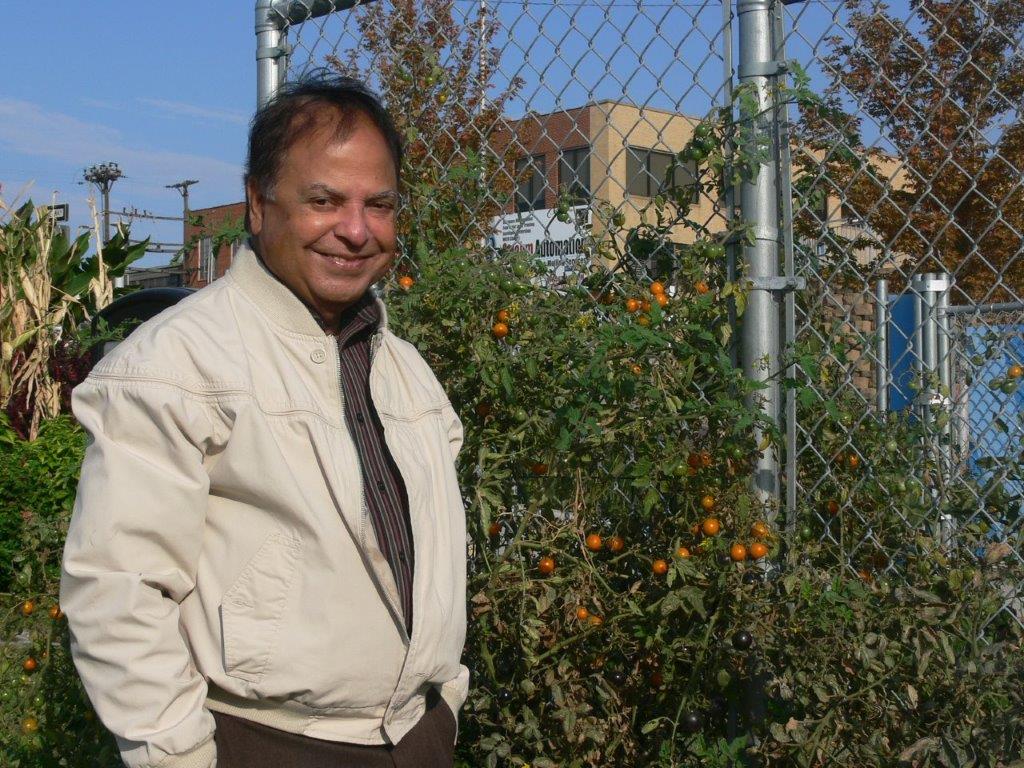 Man standing next to tomato plant