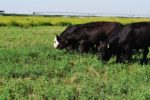 Black Cattle grazing in a green field