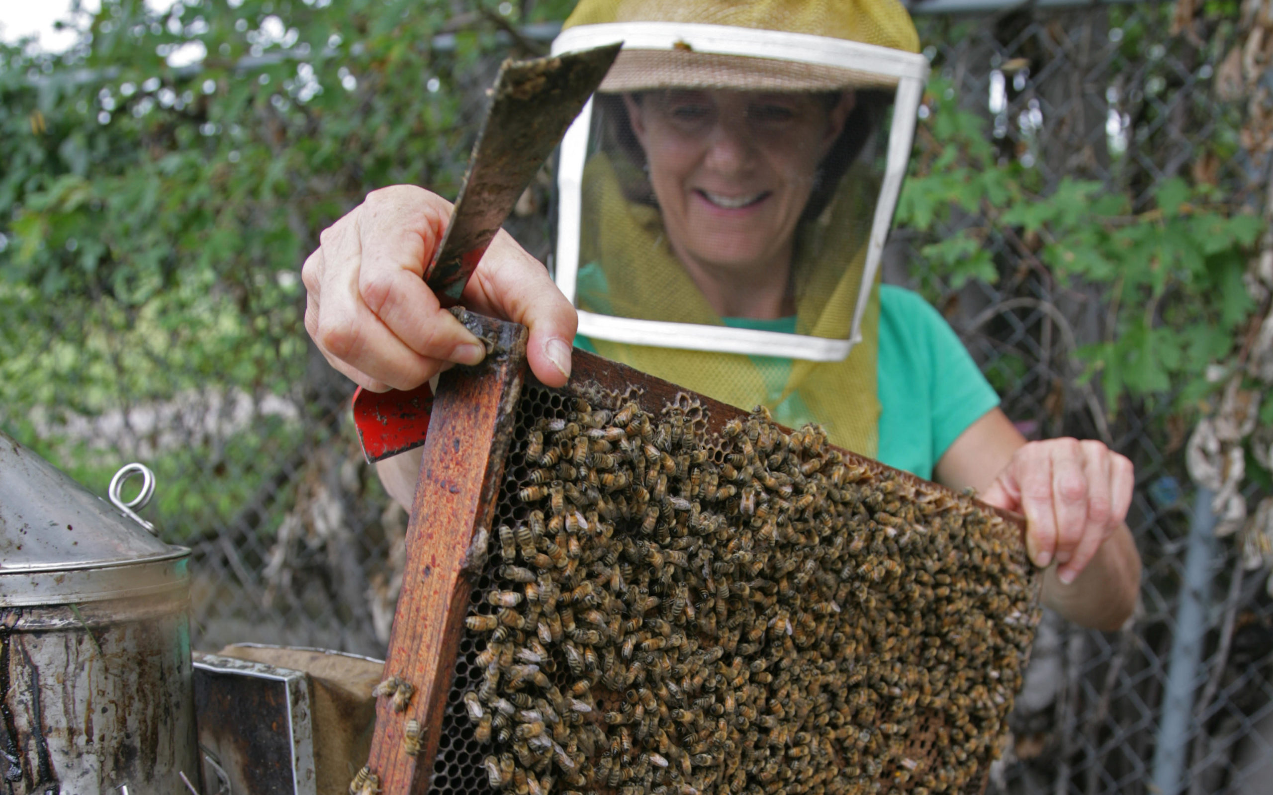 Marla Spivak opening a bee box.