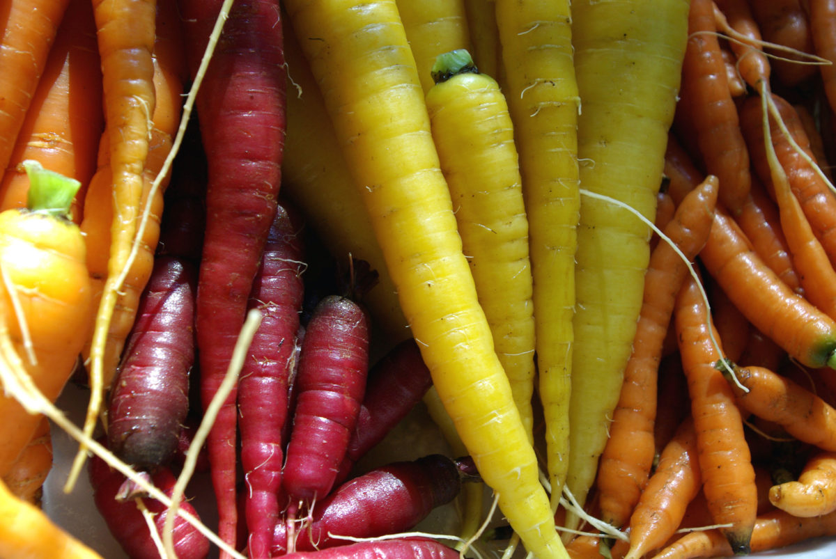 Orange, red, and yellow carrots all piled together.