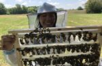 beekeeper holding queen cells