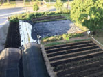 Beds covered with plastic between crops to accelerate the decomposition of plant residue