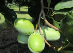 Pawpaw fruit growing on a branch