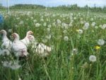 Perfecting the Day-Range Pastured-Poultry System cover