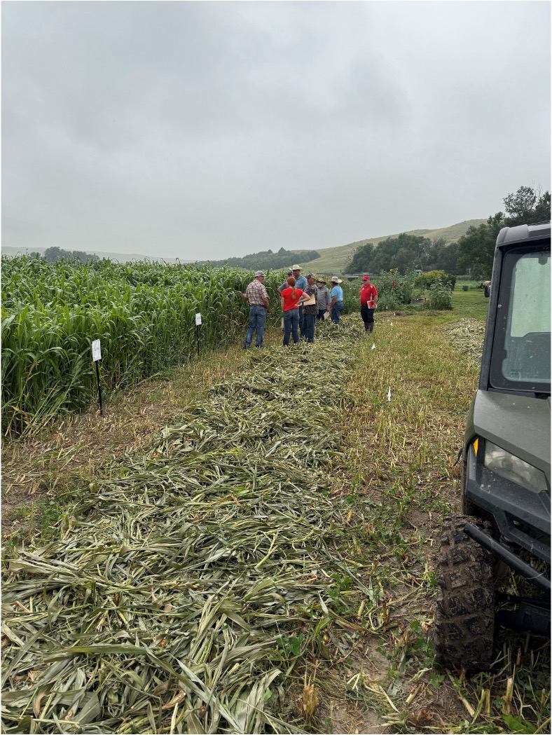 people in a field looking at forage mix options