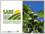 SARE PowerPoint cover slide featuring a green plant just before sprouting and the SARE logo on the left