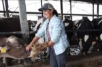 A farmer in a blue shirt feeds a cow.
