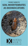 Bug in soil