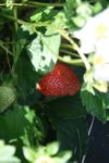 strawberry growing in green vines