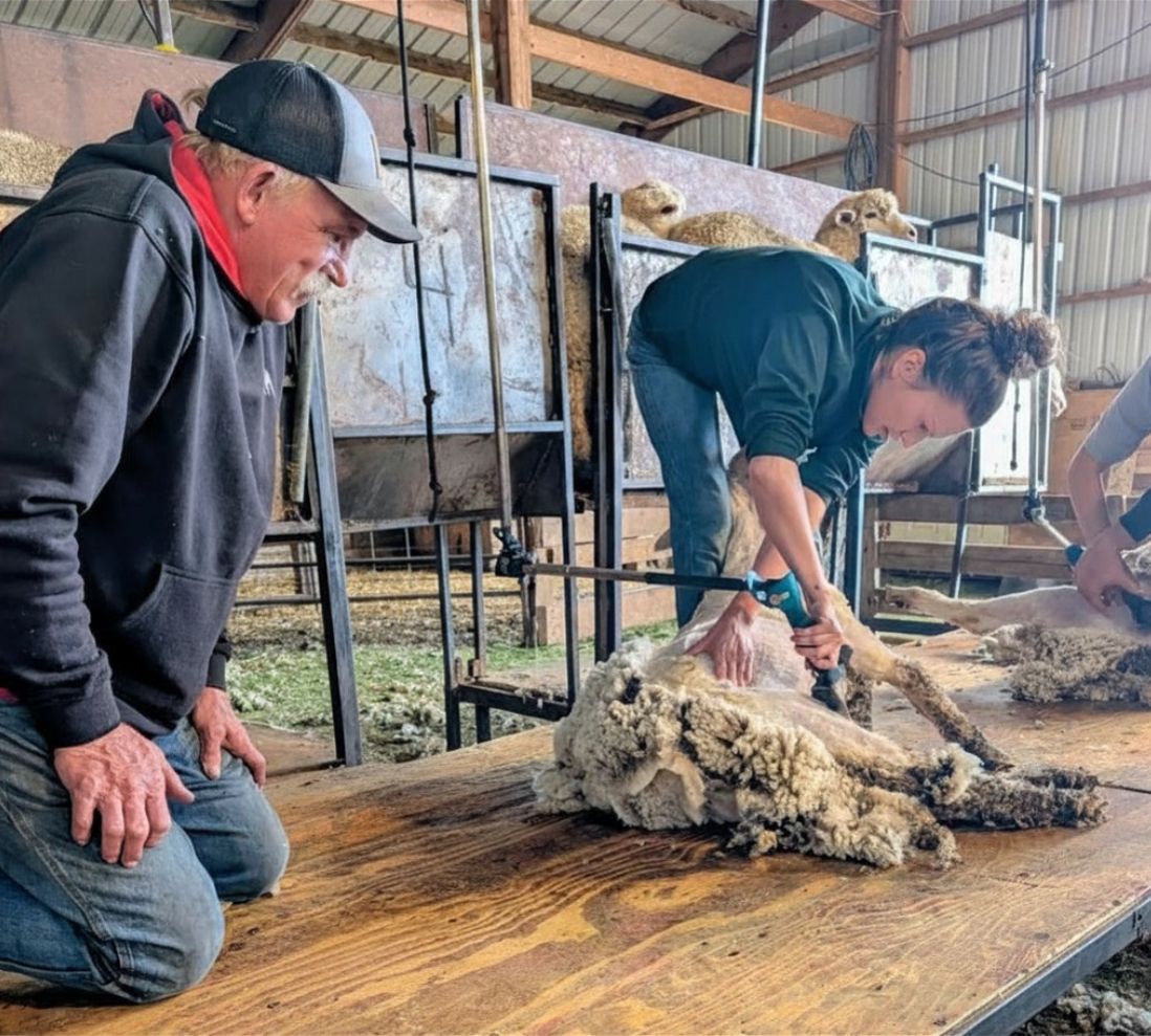 Sheep Shearing School