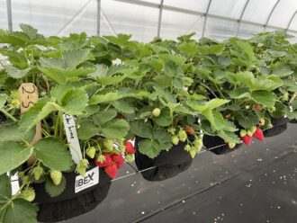 strawberries in coir bags in a high tunnel