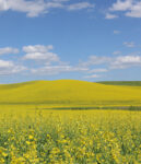 Field of canola