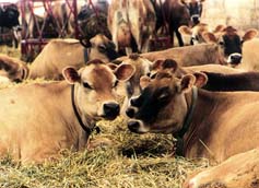 Jersey cows lounge on a deep-bedded pack of straw, their cold- weather alternative to pasture during New England’s severe winters.