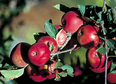 Red apples growing on branches with green leaves