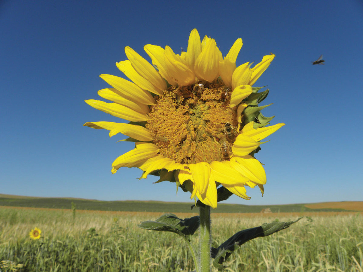 sunflower in South Dakota
