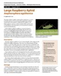 Large Raspberry Aphid Fact Sheet cover