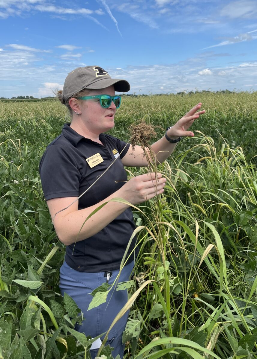 woman in grain crop field
