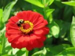 A bee on a red flower