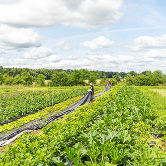 Tarps getting pulled over crops